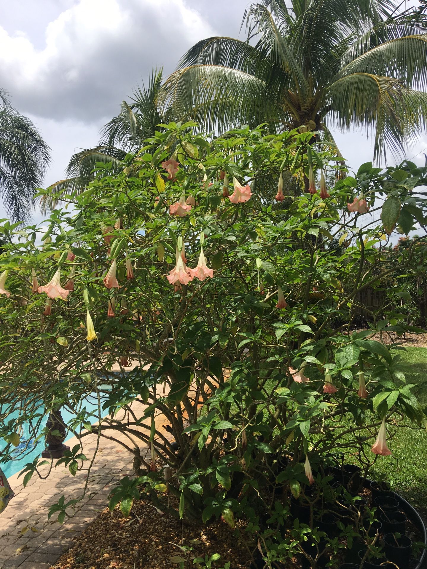 Trumpet tree