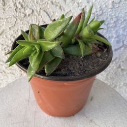 6 Inch Pot Succulent Plant - Rare Crassula Red Pagoda - Crassula Capitella  - Campfire Plant - Rooted & Established - Drought Resistant 🪴