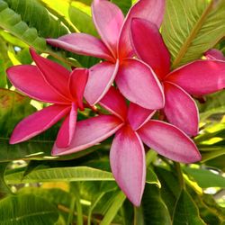 Plumerias