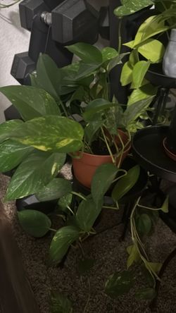 Pothos