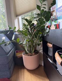 Large ZZ Plant