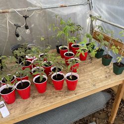 Tomato Plants For Sale