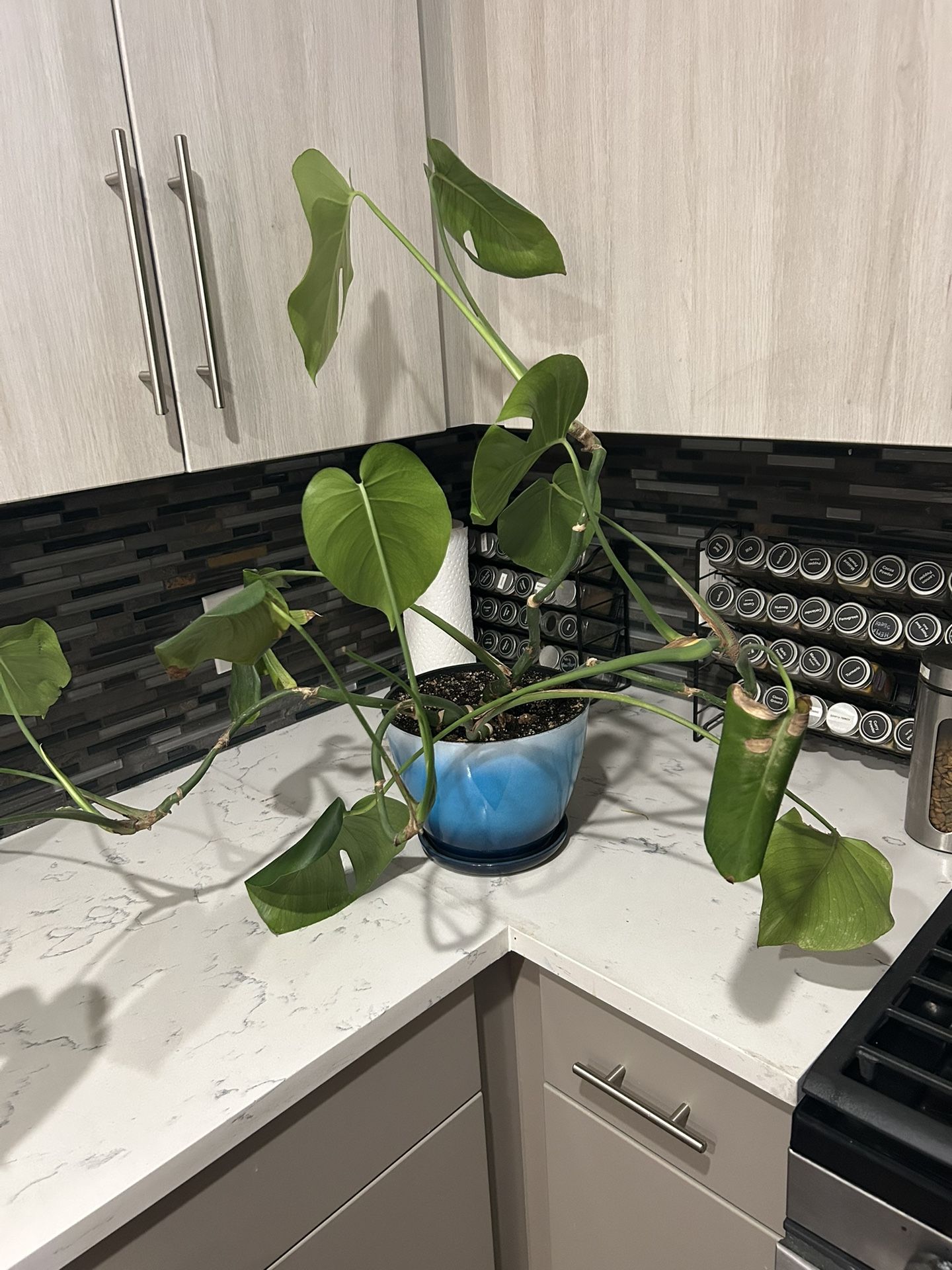 Monstera plant