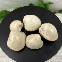 Rare Fossilized Small Clam Bundle