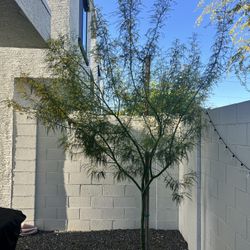 Palo Verde Tree