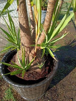Yucca tree plant