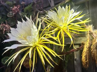 Night blooming cereus!