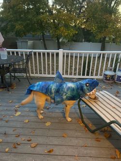 Dog Shark Halloween Costume