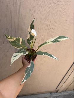 4” spathiphyllum galaxy variegated