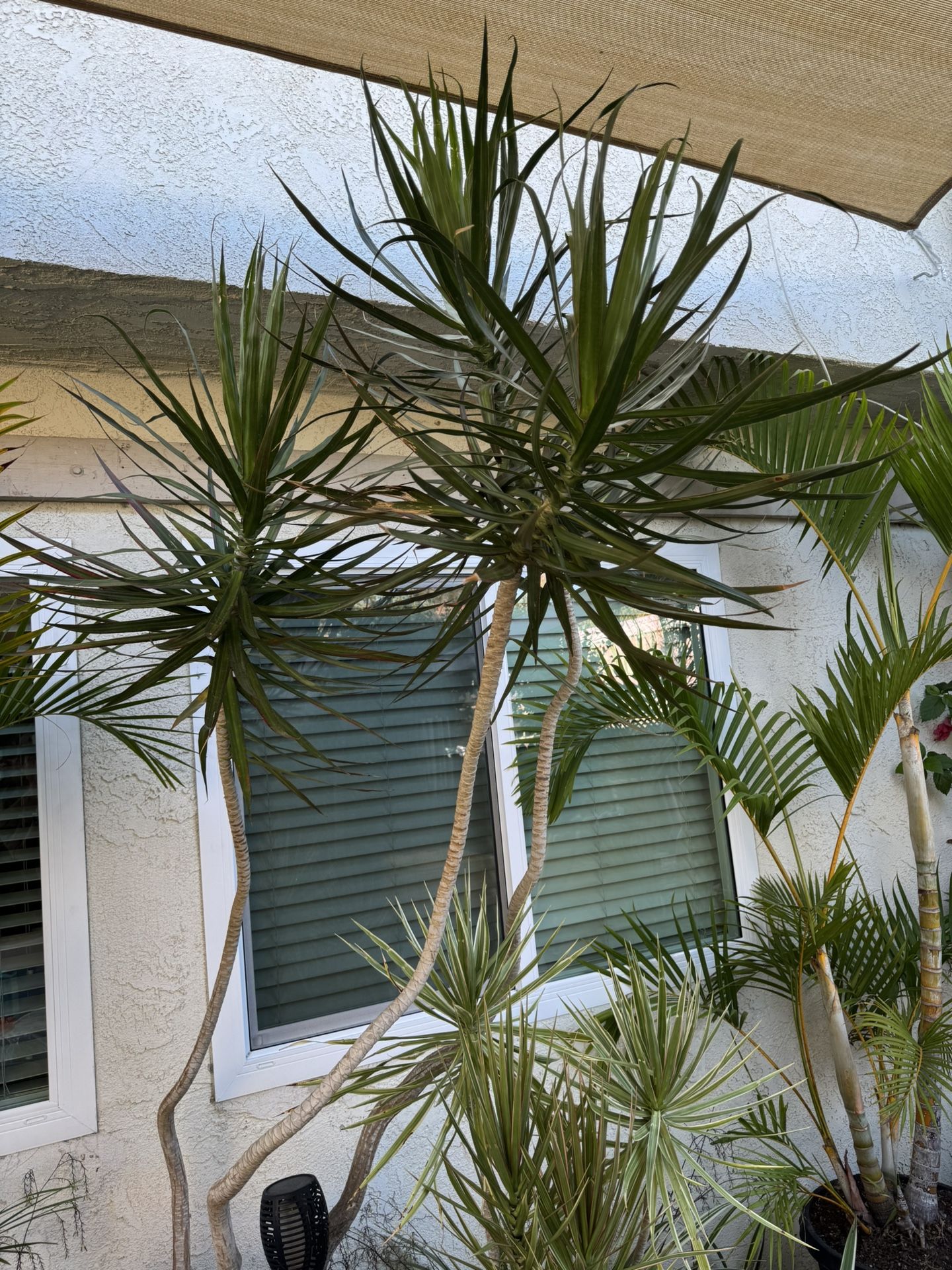 Dracaena Plants 9ft Tall