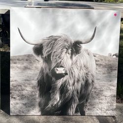 Highland Cow Canvas Art