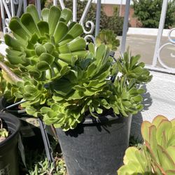 1 Gallon Aeonium Tree Succulent 