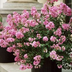 Bicolor PICTOTEE Crape Myrtle, Patented Miniature, 1 Plant, Matures 5ft, Beatiful Pink Flower with White Edge (1'-2' Tall When Shipped, Well Rooted in