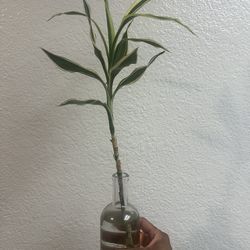🌱 Healthy Dracaena “Lucky Bamboo” in Glass Vase