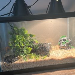 Western Hognose Snake Enclosure
