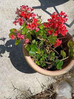 Potted Plant