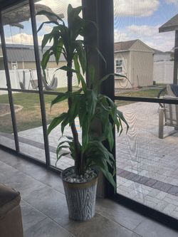 Artificial Plant