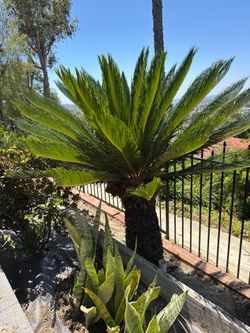 palm trees and other plants