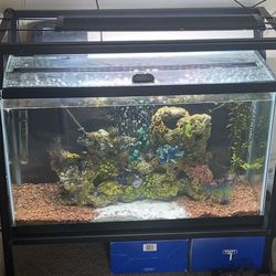 Fish Tank 