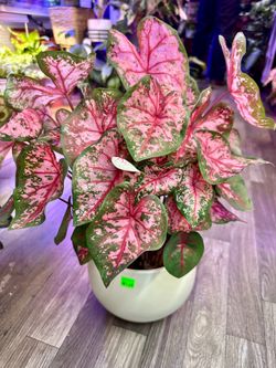 Caladium Plant cây kiểng đẹp