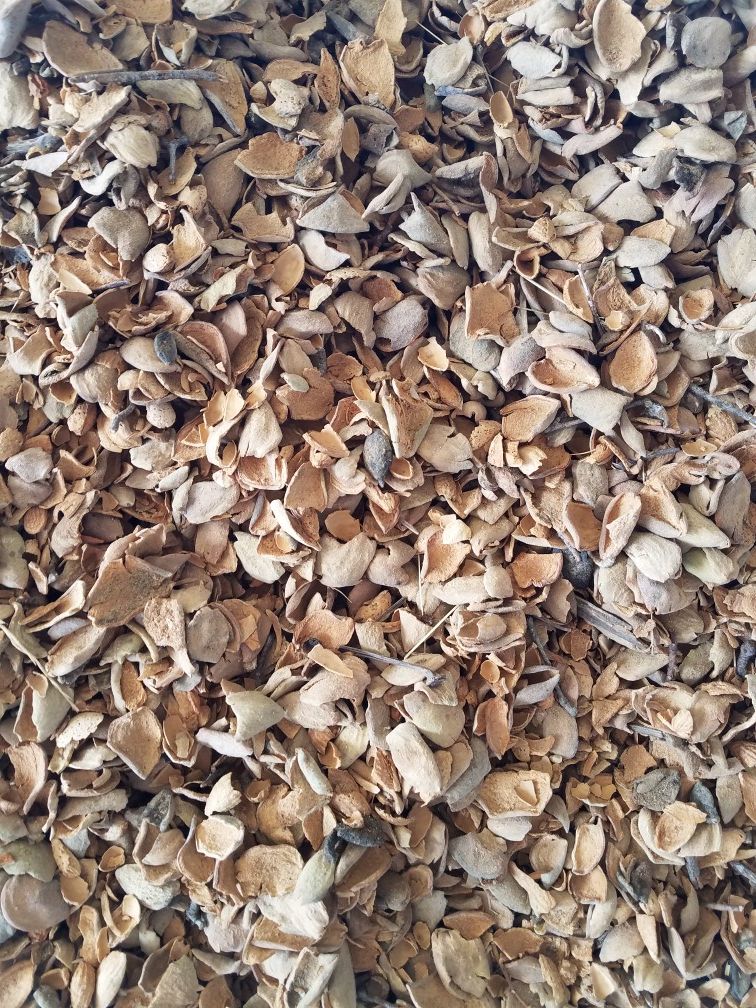 Almond hulls, cáscara de almendra