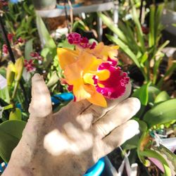 Orchids Cattleya