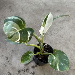 Philodendron White Knight 