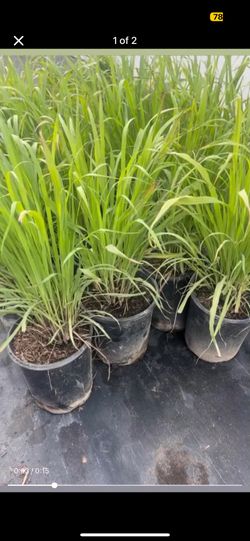 Lemon Grass Tea