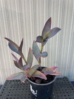 Tradescantia Live Plant