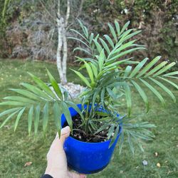 Bella Palm