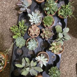 Succulents And Cacti
