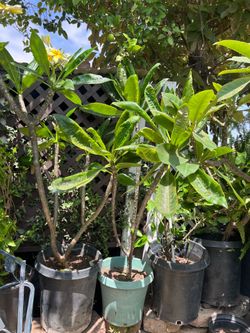 Plumerias Plants