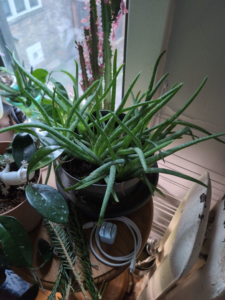 Aloe colony In 8" Pot