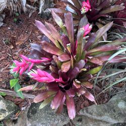 Blooming Bromeliad Plants. 