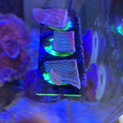 Fake Decor Coral OBO