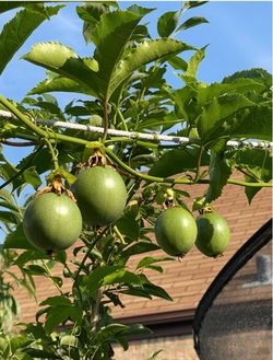 Passion fruit tree