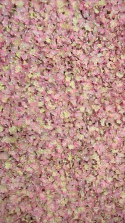 Pink Flower Wall