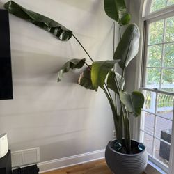 Large Indoor Bird of Paradise - Tropical Statement Plant