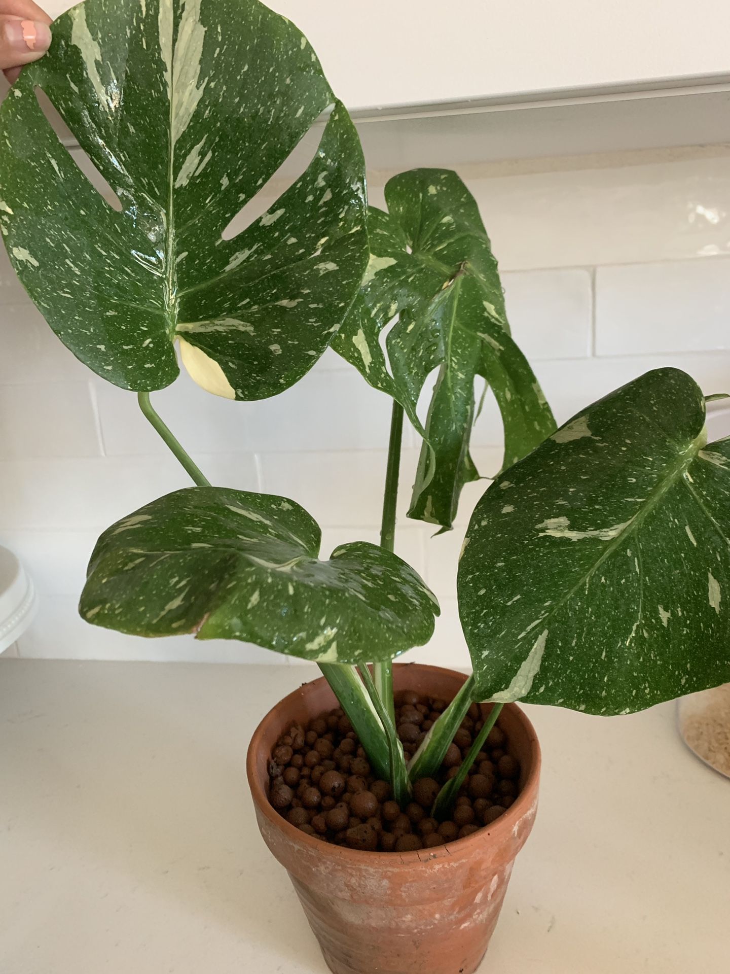 Variegated Monstera Thai constellation