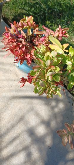 Crassula Campfire Plant