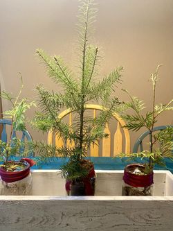 Mini Christmas Trees 