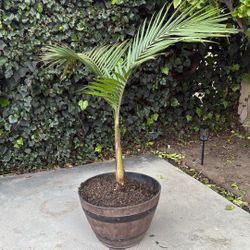 King Palm with large pot