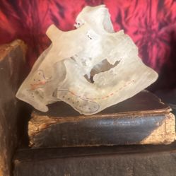 Dental Teaching Tool Skull