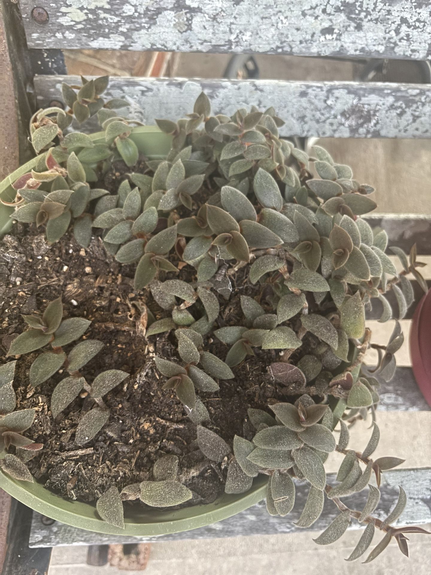 Teddy Bear Plant In Green Plastic Pot