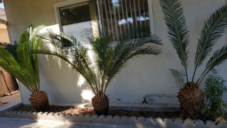 Palm trees
