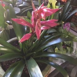Bromeliads Colección. Varios Colores $35- Cada Maceta 