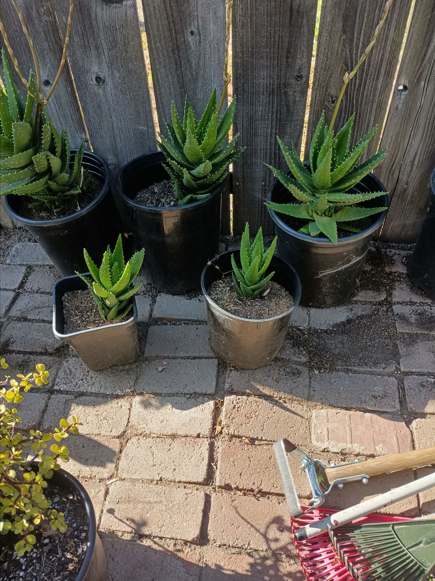 Nice plant 10.00 each
