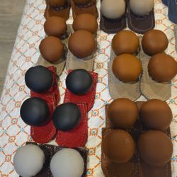 Botadores Para Gallos 