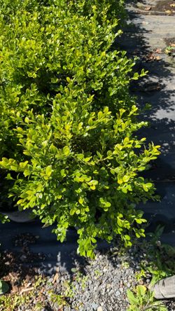 Green Moutain Boxwood