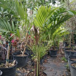 Christmas Palm Trees 15gl $75🌴